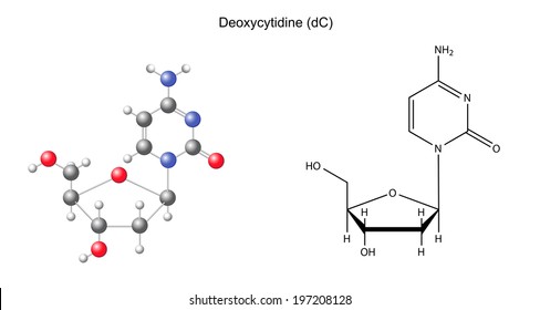 Structural chemical formula and model of deoxycytidine, 2D and 3D illustration, isolated on white background, vector, eps8