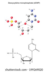 Structural chemical formula and model of deoxycytidine monophosphate (DNA component), 2D and 3D illustration, isolated on white background, vector, eps 8