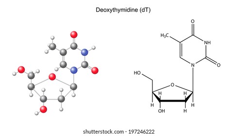 Structural chemical formula and model of deoxythymidine, 2D and 3D illustration, isolated on white background, vector, eps8