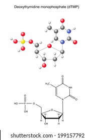 Structural chemical formula and model of deoxythymidine monophosphate (DNA component), 2D and 3D illustration, isolated on white background, vector, eps 8