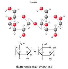 Structural chemical formula and model of  lactose, 2D and 3D illustration, vector, isolated on white background, eps8