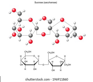 Structural chemical formula and model of sucrose (saccharose), 2D and 3D illustration, vector, isolated on white background, eps8