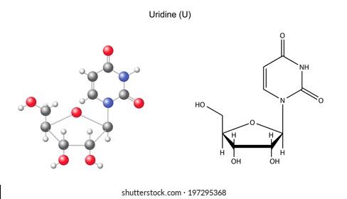 Structural chemical formula and model of uridine, 2D and 3D illustration, isolated on white background, vector, eps8