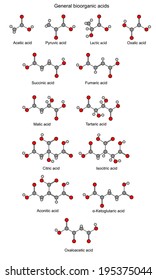 Structural chemical formulas of basic bioorganic acids (acetic, pyruvic, lactic, succinic, fumaric, malic, tartaric, oxalic, oxaloacetic, ketoglutaric, citric, isocitric, aconitic), vector, isolated