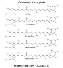 Structural chemical formulas of plant pigments - carotenoids xanthophylls - neoxanthin,  anteroxantin, zeaxanthin, violaxanthin, 2d illustration, vector, eps8