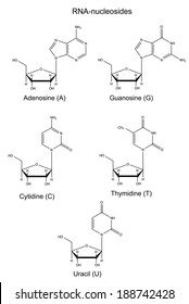 Structural chemical formulas of RNA nucleosides, 2d illustration, vector, isolated on white background