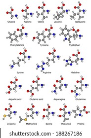 Structural Chemical Formulas Of Twenty Basic Amino Acids, 2D Illustration, Vector, Isolated On White