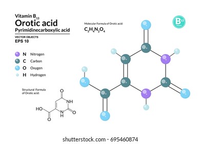 Structural chemical molecular formula and model of Orotic acid. Atoms are represented as spheres with color coding isolated on background. 2d, 3d visualization and skeletal formula. Vector formula 