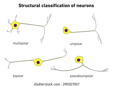 Structural classification of neurons, neuronal types, vector