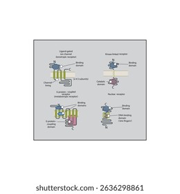 Comparação Estrutural das Principais Famílias de Receptores - Canais de Íons Ligados, Receptores Acoplados a Proteínas G, Receptores Ligados à Kinase e Receptores Nucleares