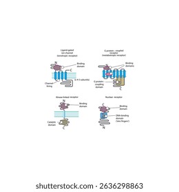 Comparação Estrutural das Principais Famílias de Receptores - Canais de Íons Ligados, Receptores Acoplados a Proteínas G, Receptores Ligados à Kinase e Receptores Nucleares