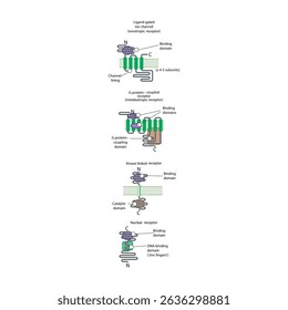 Comparação Estrutural das Principais Famílias de Receptores - Canais de Íons Ligados, Receptores Acoplados a Proteínas G, Receptores Ligados à Kinase e Receptores Nucleares