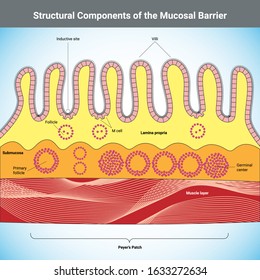 Structural Components of the Mucosal Barrier vector medical illustration