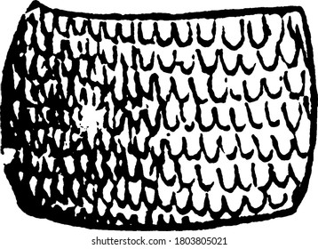 The structural detail and representation of the species, Paleacrita vernata, vintage line drawing or engraving illustration.