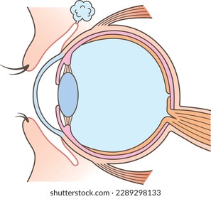 Diagrama estructural del ojo Sin texto
Color