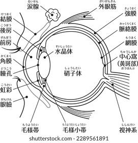 Structural diagram of the eye

There are descriptions such as "lens", "retina", "vitreous body", "conjunctiva", "optic system", "pupil", "cornea", "eyelid", and "lacrimal gland" in Japanese.
