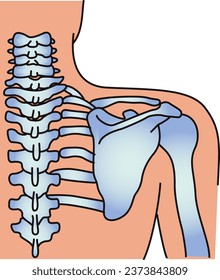 Structural diagram of the human cervical vertebrae and scapula