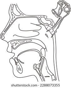 Diagrama estructural de la faringe humana dibujada en el dibujo de líneas monocromáticas