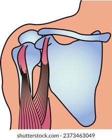 Structural diagram of the human shoulder joint