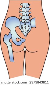 Structural diagram of the waist and buttocks of the human body