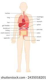 Strukturzeichnung des menschlichen Körpers, Darstellung innerer Organe (Eingeweide), Vektor-Illustration