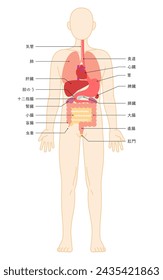 Strukturelle Zeichnung des menschlichen Körpers, Illustration der inneren Organe (Eingeweide) - Übersetzung: Magenanus Appendix Rectum Cecum Colon Leber Trachea Gallenblase Niere Duodenum Dünndarm Pankreas