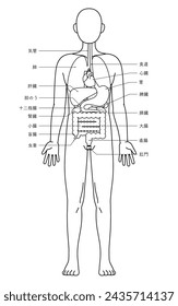 Dibujo estructural del cuerpo humano, ilustración de órganos internos (vísceras) Dibujo de línea blanca y negra - Traducción: estómago anus apéndice recto ciego colon hígado tráquea vesícula biliar riñón d