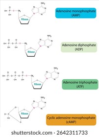 Structural formulas Adenosine phosphates nucleotides; AMP, ADP, ATP , and cyclic adenosine monophosphate (cAMP).