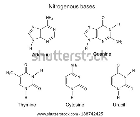 structural formulas purine pyrimidine nitrogenous bases stock vector