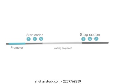 El modelo estructural de punto importante en el ADN representa la transcripción de mRNA que muestra el promotor, la secuencia de codificación, el inicio y el fin del codón, respectivamente.