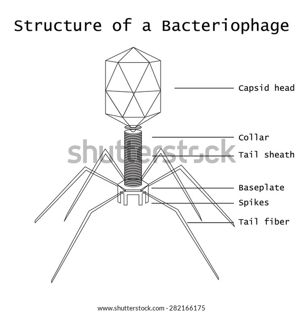 Structural Model Virus Vector Illustration Stock Vector (Royalty Free ...