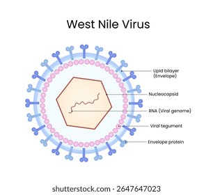 Structural Representation of West Nile Virus