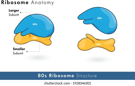 Structure of 80s ribosome organelle with larger and smaller subunits in white background vector graphic design