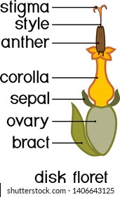 Structure Of Actinomorphic Disk Flower, Floret From Inflorescence Flower Head Or Pseudanthium With Titles