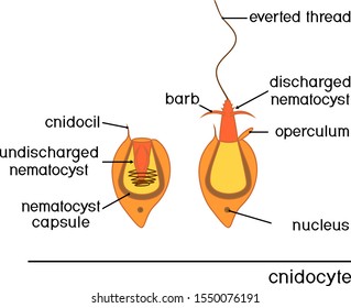 structure-action-cnidocyte-educational-material-260nw-1550076191.jpg