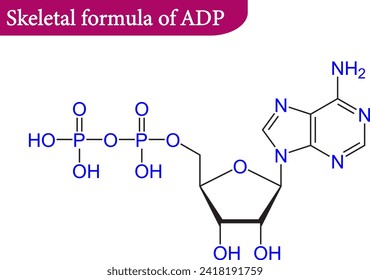 Structure of Adenosine monophosphate .Vector illustration.
