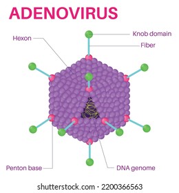 Structure Of The Adenovirus. Adenovirus Is A Virus That Can Cause Disease In Many Body Systems.