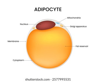 Structure of the Adipocyte Cells