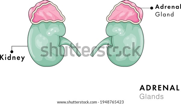 structure of adrenal gland in cross section,\
kidney with adrenal gland vector\
illustration