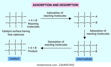 The structure of Adsorption and Desorption of the reactant molecules