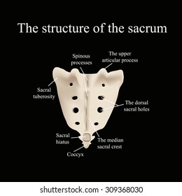 The Structure Of The Aitch Bone. Vector Illustration On A Black Background.