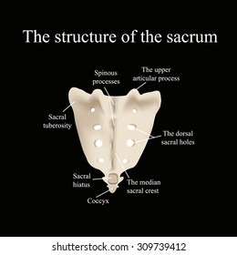 The Structure Of The Aitch Bone. Vector Illustration On A Black Background.