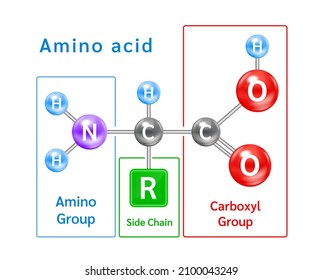 4,096 Essential amino acids Images, Stock Photos & Vectors | Shutterstock