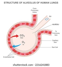  Structure of alveolus of human lungs. Labelled diagram of the alveolus in the lungs showing gaseous exchange. Pulmonary alveolus. alveoli and capillaries in the lungs.