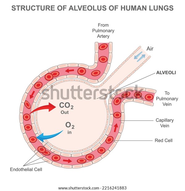  Structure of\
alveolus of human lungs. Labelled diagram of the alveolus in the\
lungs showing gaseous exchange. Pulmonary alveolus. alveoli and\
capillaries in the lungs.