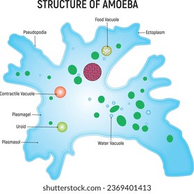 Structure of Ameoba Science Design Vector Illustration