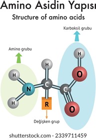 Structure of Amino Acid, Amino Group, Carboxyl Group, Variable Group, Chemistry, Chemistry Lesson, Atom, Molecule, Bond, Covalent Bond, Tuz Oluşumu, Kimya Formülleri, Formül, Amino Asidin Yapısı