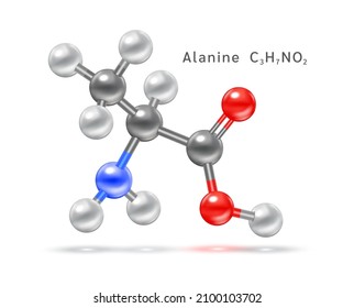 Structure of amino acid symbol. Alanine (Ala, A) structural chemical formula and molecule model. Which are building blocks of proteins and muscle fibers. 3D Vector EPS10 illustration.