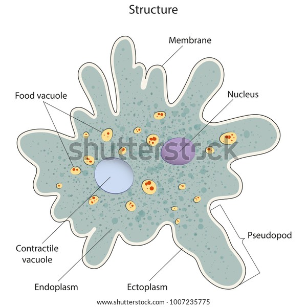 Structure Amoeba Stock Vector (Royalty Free) 1007235775