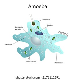 Structure Of Amoeba In Illustration. Contractile Vacuole, And Pseudopodia. Anatomy Of Microorganism.